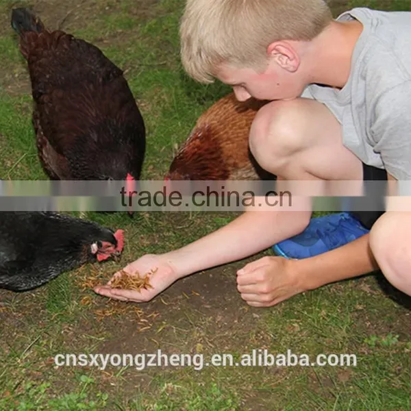 Mealworm Treats With Long-term Technical Support photo-4