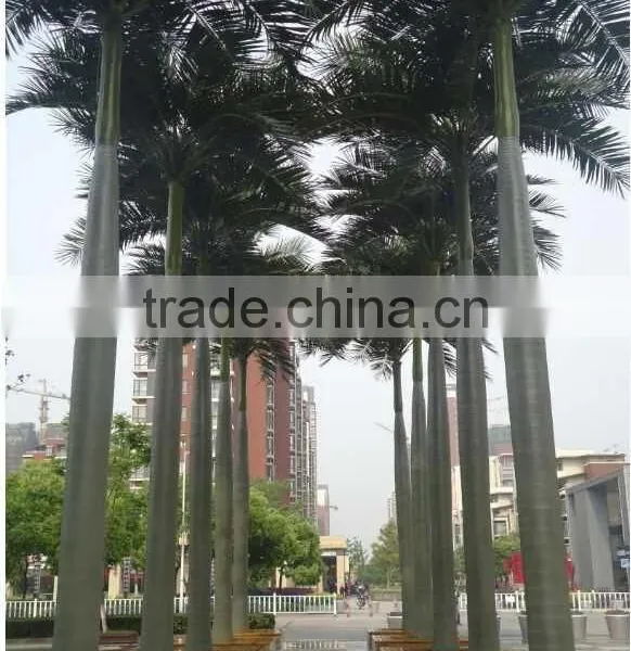 2017 Best Price Artificial Outdoor Palm Tree Plastic Palm Tree photo-4