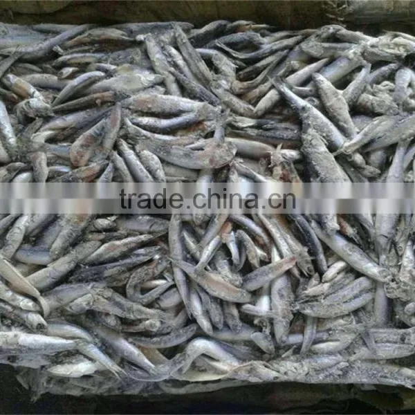 New Season Fresh Frozen Whole Round Anchovy photo-4