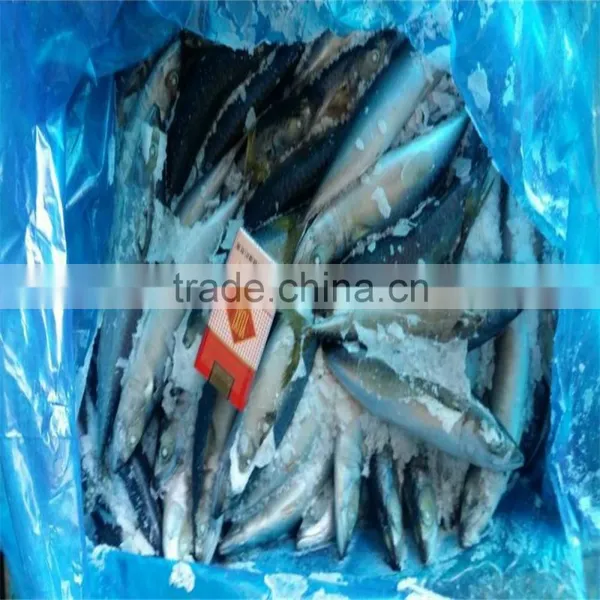 Frozen Pacific Mackerel for Bait photo-5