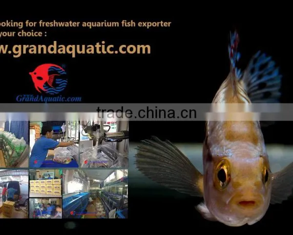 Aquarium Fish Wholesale in Thailand