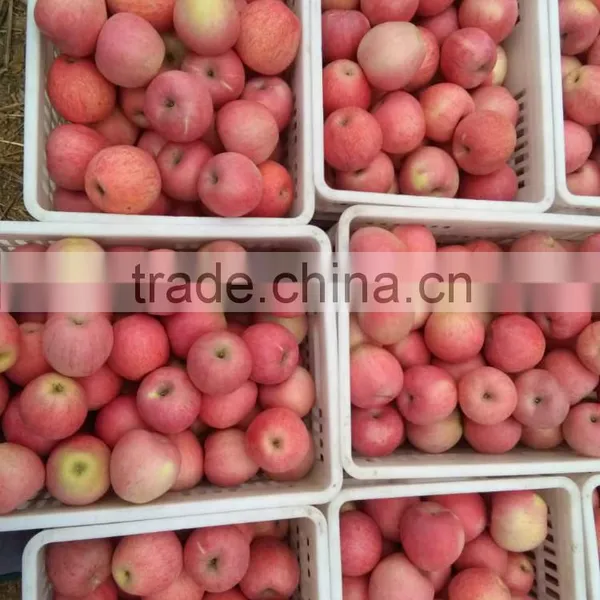 2015 NEW HARVEST Chinese Fresh Qinguan Apple photo-2
