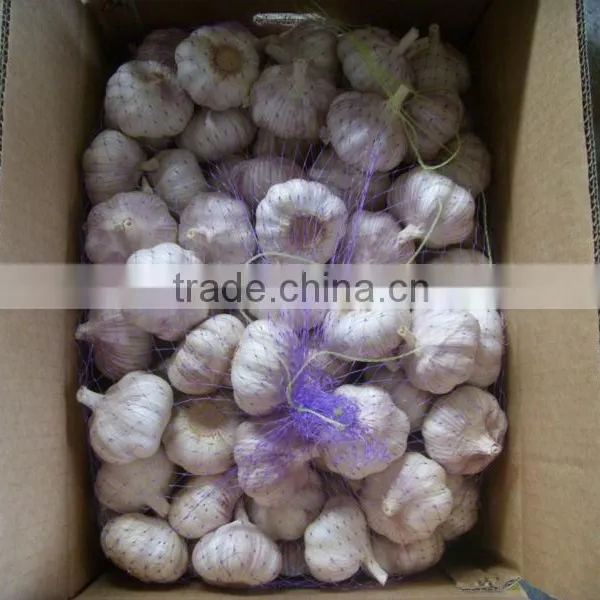 Garlic