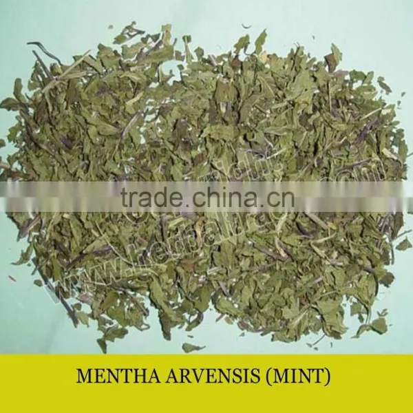 MINT LEAVES