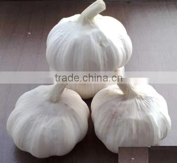 Chinese Fresh Garlic 2015 Garlic photo-2