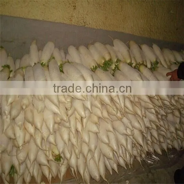 White Raddish Exporter photo-6