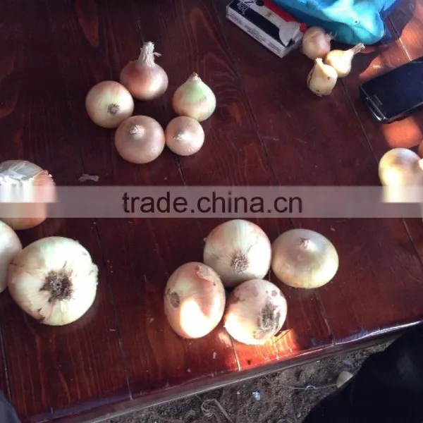 Fresh Red Yellow Onion for Export photo-3