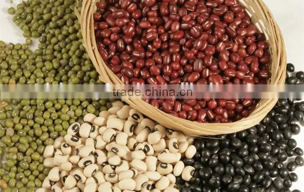 The Largest Supplier of Red Kidney Beans in China photo-2