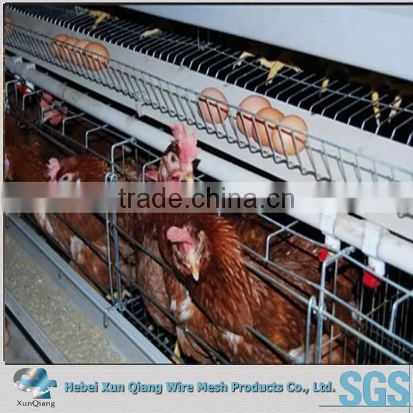 128birds Design Layer Chicken Cages for Kenya Hen Farm photo-2