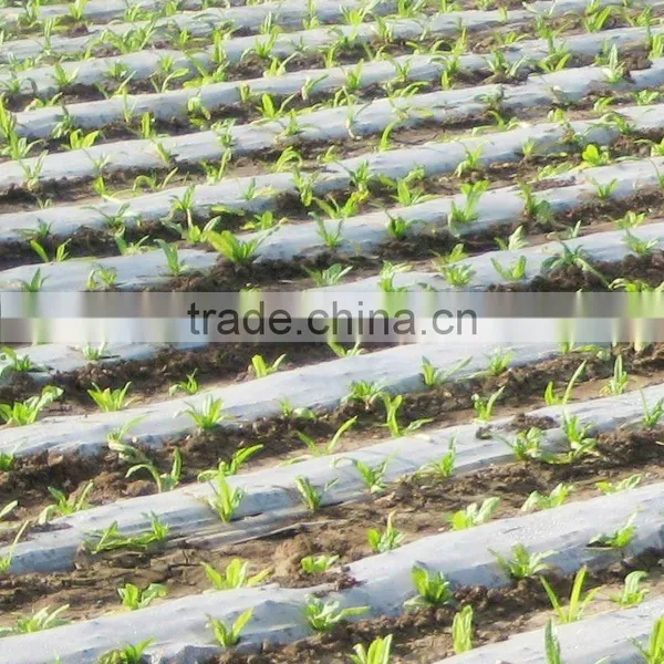 Biodegradable Plastic Packing Films Agricultural Film photo-2