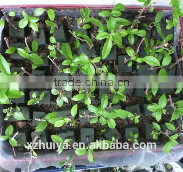 High Quality Reliable Floral Form for Flower Arrangments&wedding photo-3