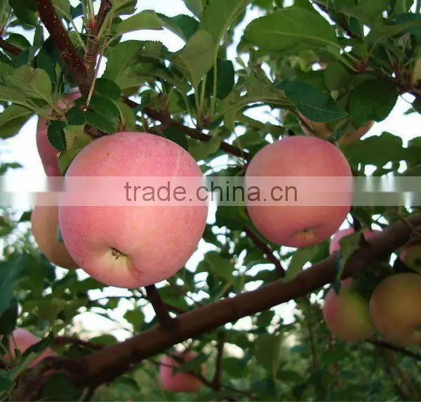 2013 Fresh Fuji Apple