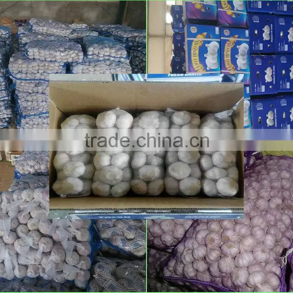 Lastest Dried Ginger Export Price Wholesale Ginger And Garlic photo-6