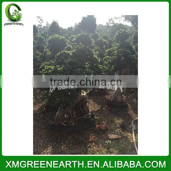 Ficus Microcarpa Bonsai Dragon Shape photo-3