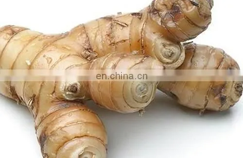 Fresh Galanga With Competitive Price Vietnam photo-2