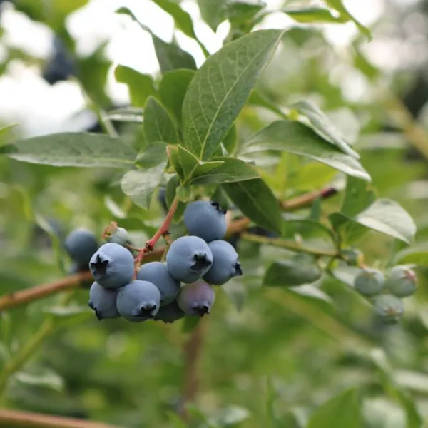 L26 Blueberry Seedlings Blueberry Saplings