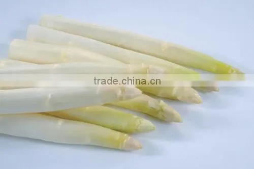2016 Crop Chinese Frozen Iqf White Asparagus Center Cuts photo-2