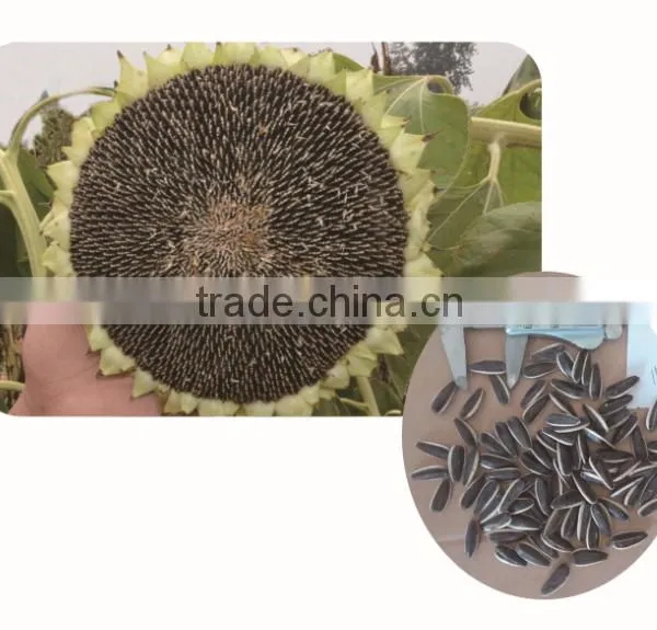 Mid-early Maturity Sunflower Seeds for Planting