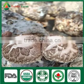 China Wholesale Supplier Fresh Organic Green Shiitake Mushroom Growing Log Kit photo-2