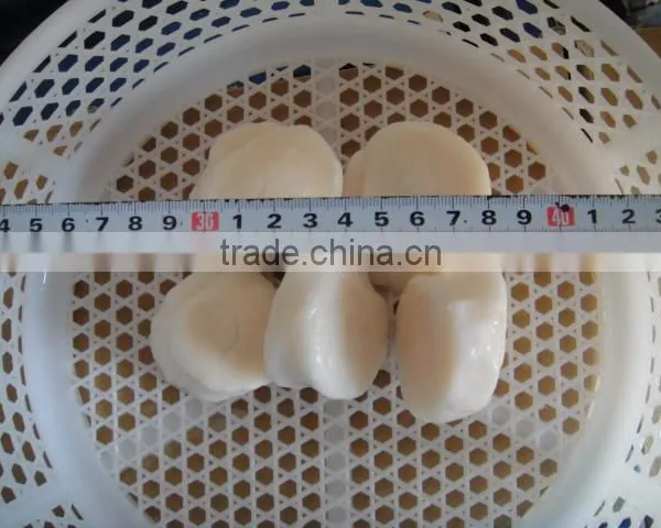 SCALLOP photo-2