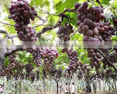 Grape Seed Oil With Plant Extract by GMP Manufactures photo-2