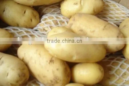 NEW GROP HOLLAND POTATO photo-2