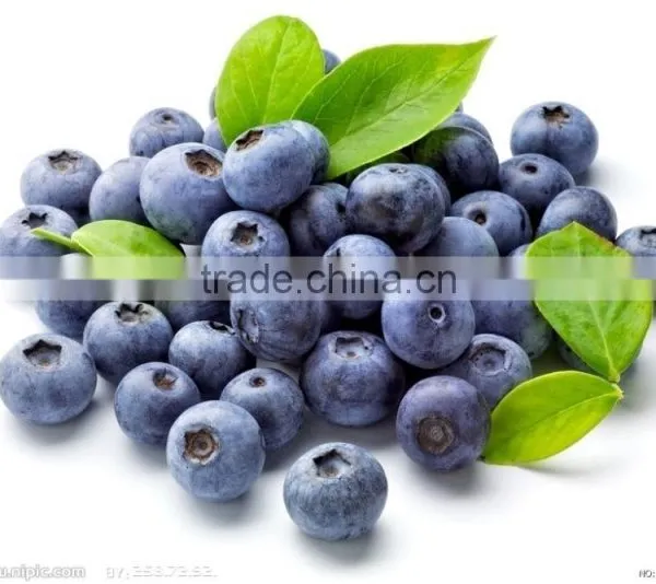 Industrial Stainless Steel BlueBerry Washing Machine/ Marine Washing Machine photo-3