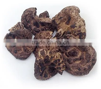 Dried Sarcodon Imbricatus Mushroom photo-3