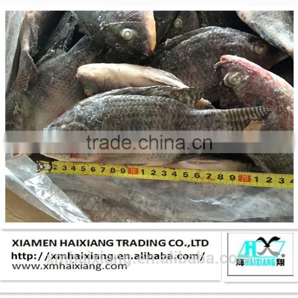 Farm Frozen Tilapia Fish for Sale photo-4