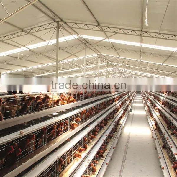 Zhongzhou Qualified Automatic Layer Chicken Cage/broiler Poultry Equipment