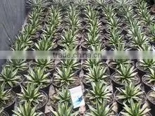 Agave Victoria Reginae Varigated