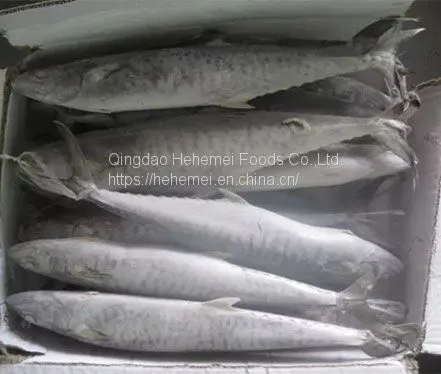 Frozen Spanish Mackerel Fish BQF Wholesale photo-3