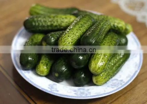 Cucumber photo-2