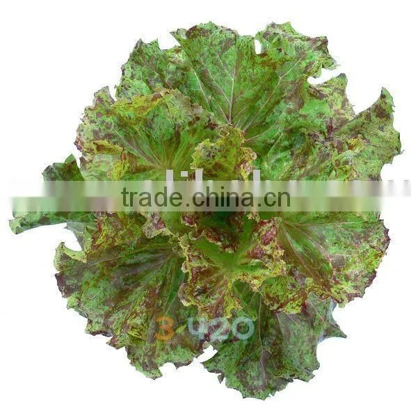 Lettuce - Batavia_Fleckly