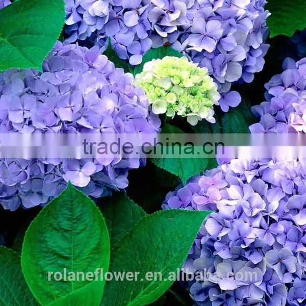 Low Price And High Quality Natural White Hydrangea Hydrangeas For Wedding From Kunming, Yunnan photo-3