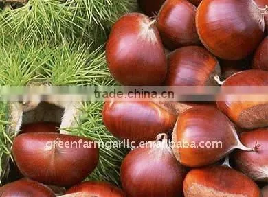 Chestnuts Fresh Preserved