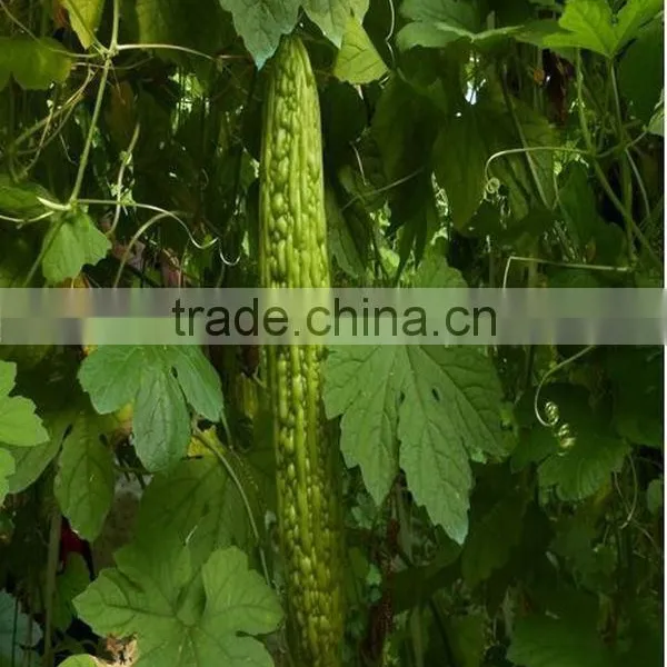 Qingdao Manufacturer Liquid Chitosan Fertilizer photo-2