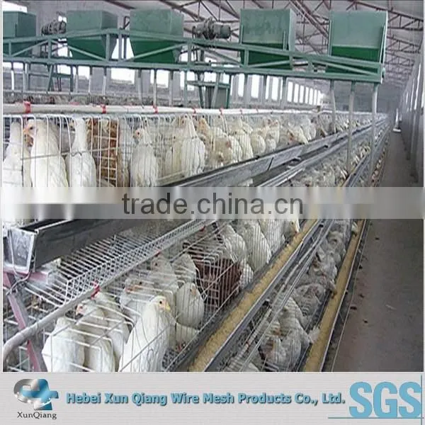 Automatic Broiler Chicken Cage photo-2