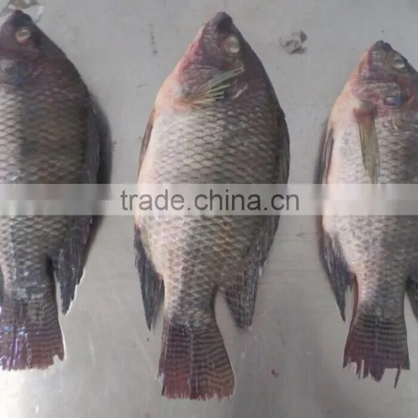 Frozen Tilapia WR photo-3
