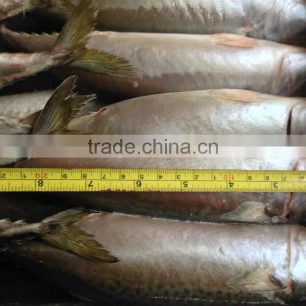 Pacific Mackerel 400~600g