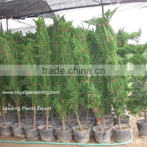 Araucaria Cunninghamii photo-2