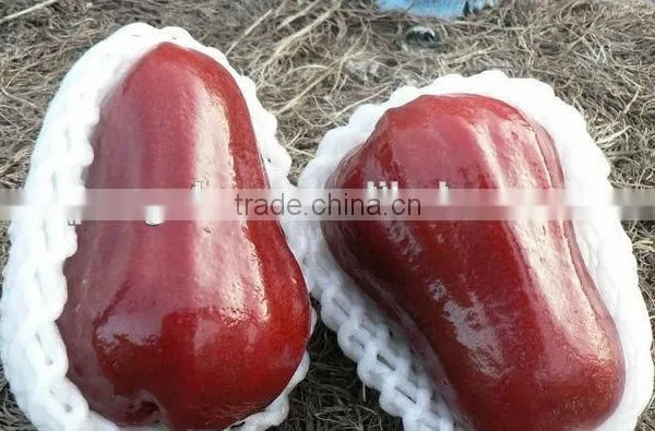 Fresh Apple Plastic Biodegradable Foam Net for Apple photo-6
