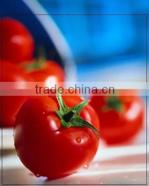 we Have Stock of Tomato Paste Now