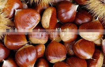 High Quality Fresh Chestnuts for Sale photo-2
