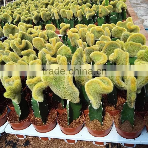 Indoor Cactus Plants for Classroom photo-6