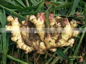 Exporting Standard Chinese Fresh Ginger With Reasonable Price photo-5
