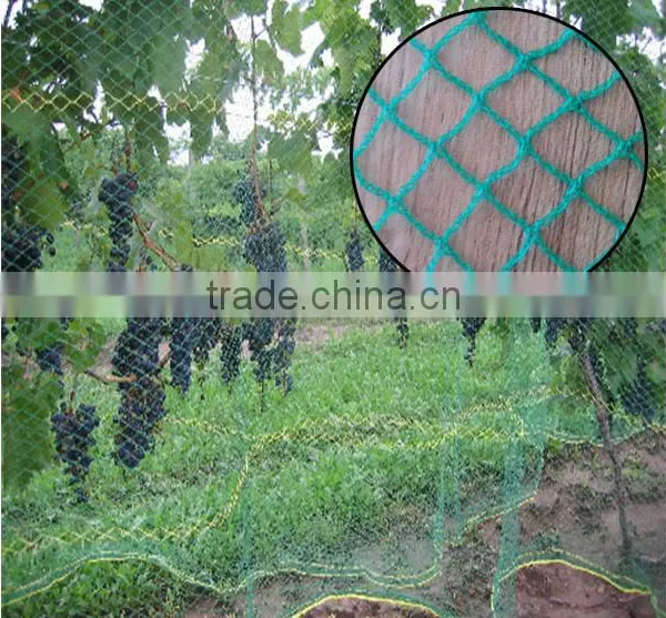 Olive Net, Anti-hail Net, Bird Net, HDPE Net, Plastic Net, pe Net,China Supplier. photo-2