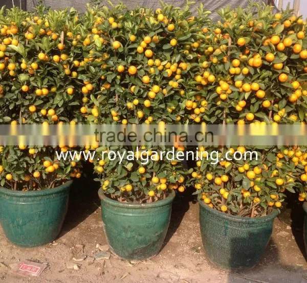 Citrus Mitis ( Citrofortunella Microcarpa) Ornamental Plants photo-2