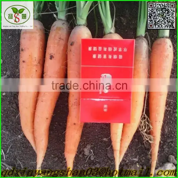 Fresh Carrot/Fresh Carrot/Carrot/Carrot