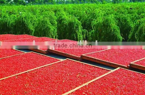 New Batch Goji Berry Wih Good Prce